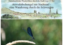 blau gefärbtes Männchen der Prachtlibelle
