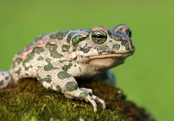 Wechselkröte