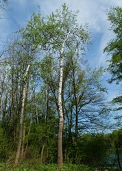 Weißpappel
