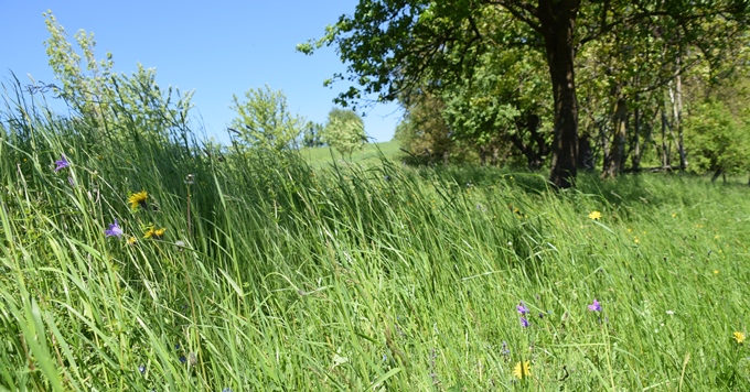 Wiese mit Obstb&auml;umen