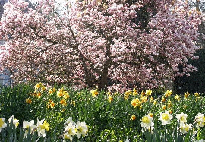 Narzissen- und Magnolienblüte
