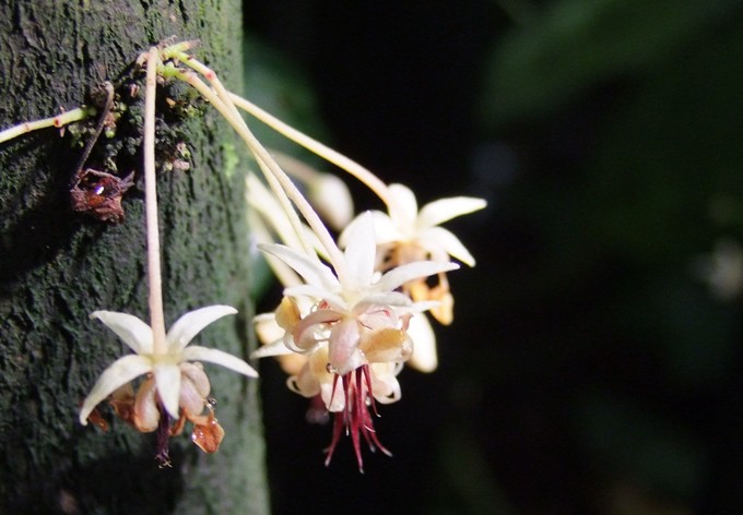 Theobroma cacao - Stammblütigkeit von Kakao