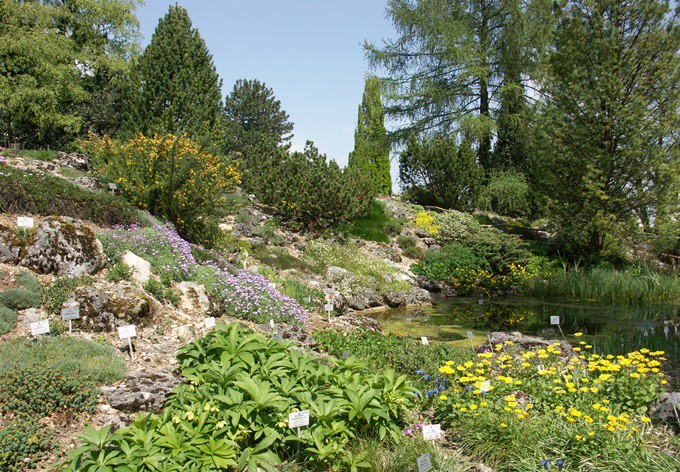 Blick ins Alpinum im Frühling
