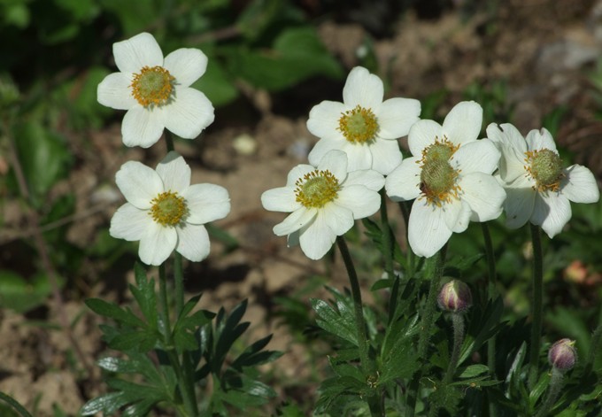 Anemone multifida