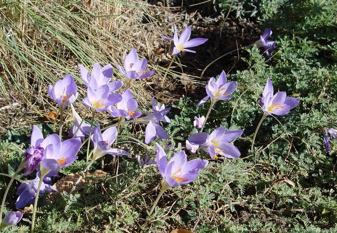 Crocus Sativus (Safran)