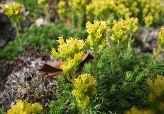 Saxifraga sancta var. macedonica (Steinbrechgewächs)