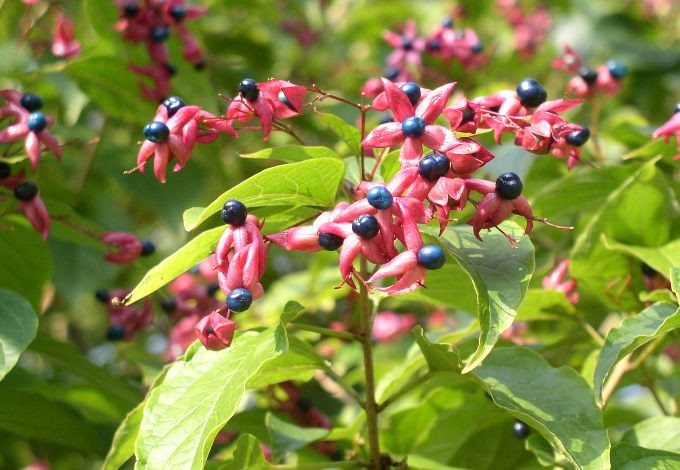 Die Beeren des Losbaums