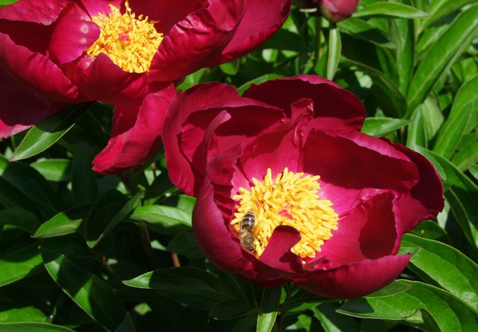 Pfingstrose (Paeonia lactiflora Balliol)