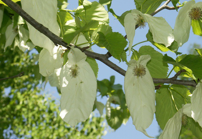 Blüten des Taubenbaums
