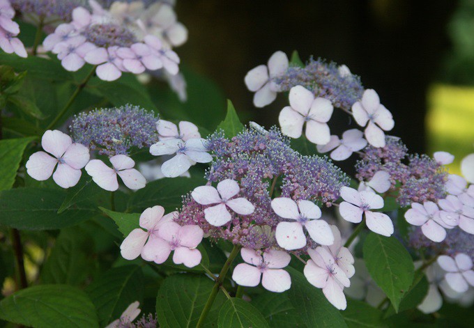 Tellerhortensie