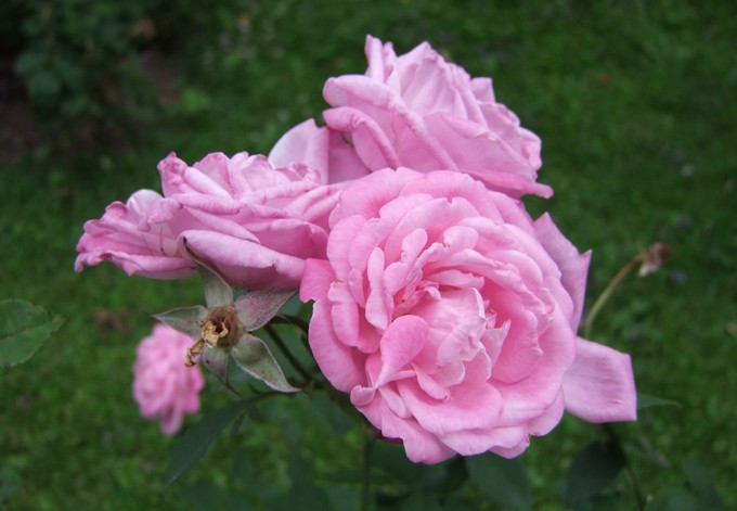 Bengalrose Hermosa