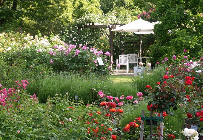 Blick in den Rosengarten