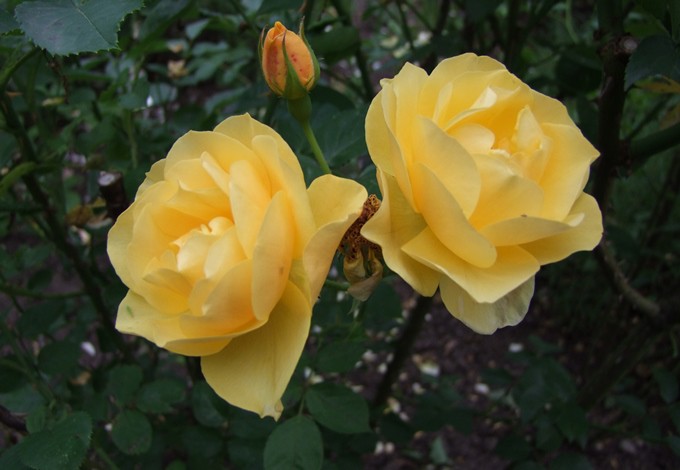 Englische Rose Graham Thomas