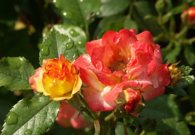 Polyantha Rumba