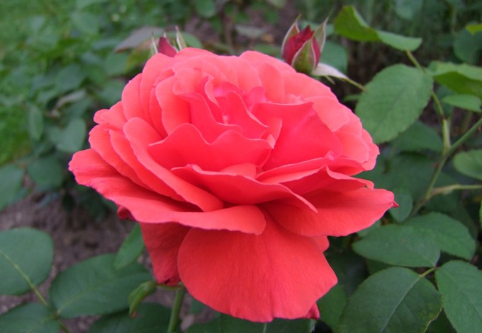 Teerose Duftwolke