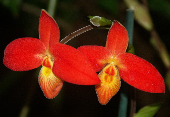 Roter Frauenschuh