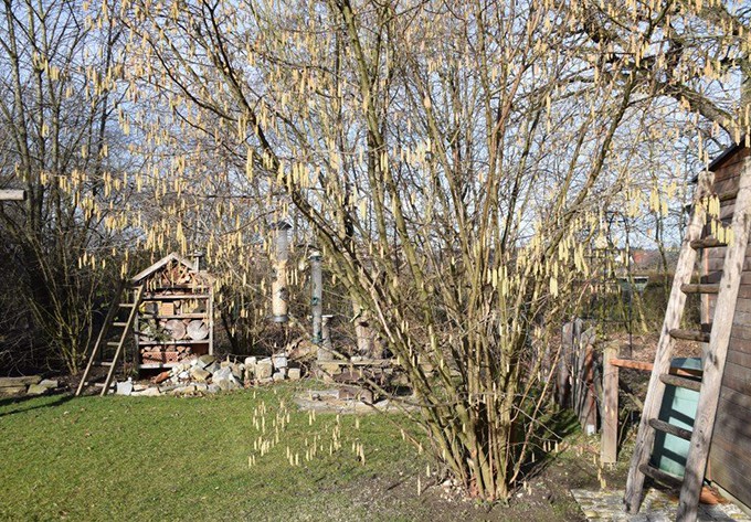 Foto: Gudrun Fuss Bluehender Haselstrauch im Garten