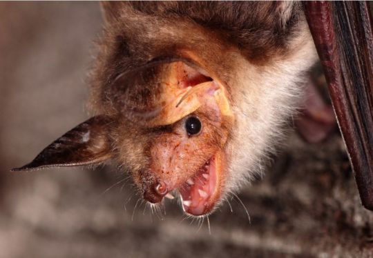Hier sieht man die spitzen Z&auml;hne einer Fledermaus.