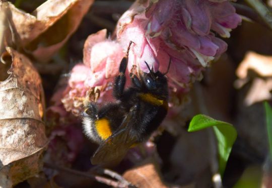 Erdhummel an Schuppenwurz