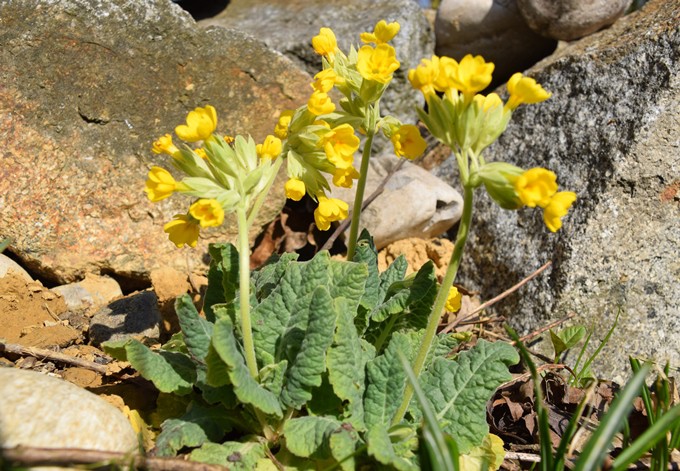 Foto: Gudrun Fuß Echte Schlüsselblume