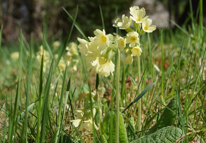 Foto: Gudrun Fuß Hohe Schlüsselblume