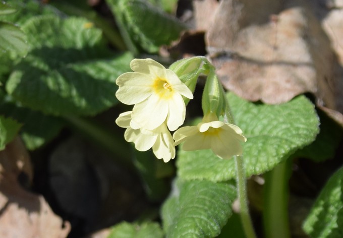 Foto: Gudrun Fuß Blüte der Hohen Schlüsselblume