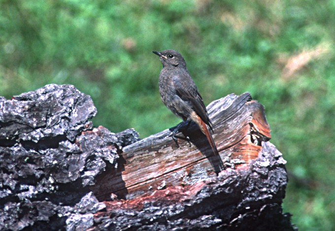 Foto: Land OOE, Josef Limberger Hausrotschwanz
