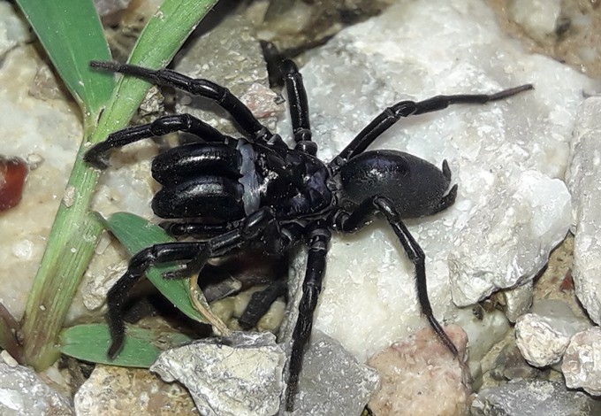 Foto: Martin Schwarz Pechschwarze Tapezierspinne, Männchen