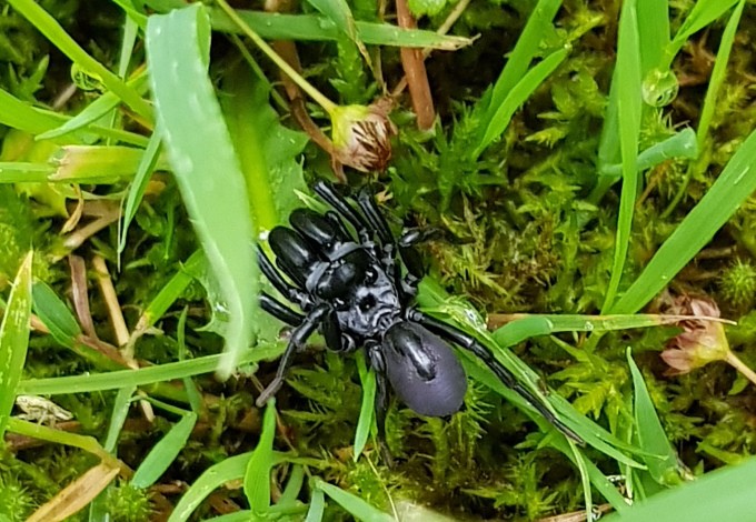 Foto: Hans Leitner Tapezierspinne in Wiese