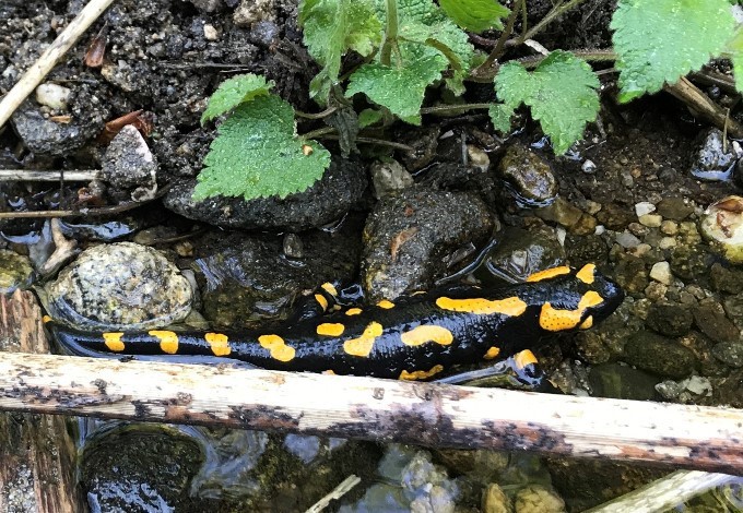 Foto: Michael Lederer Feuersalamander im seichten Wasser