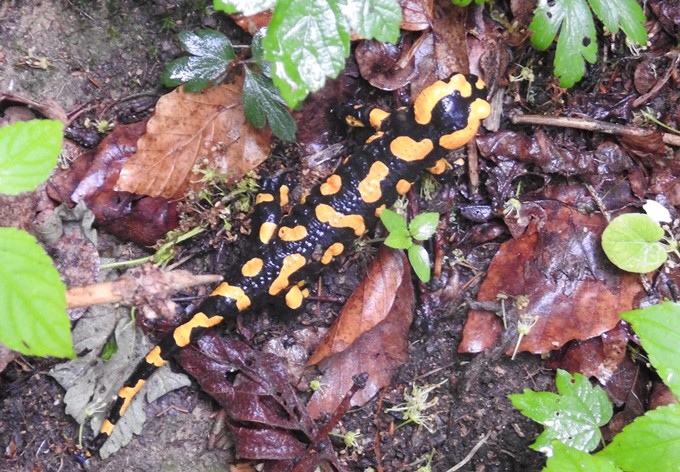 Foto: Michael Lederer Feuersalamander