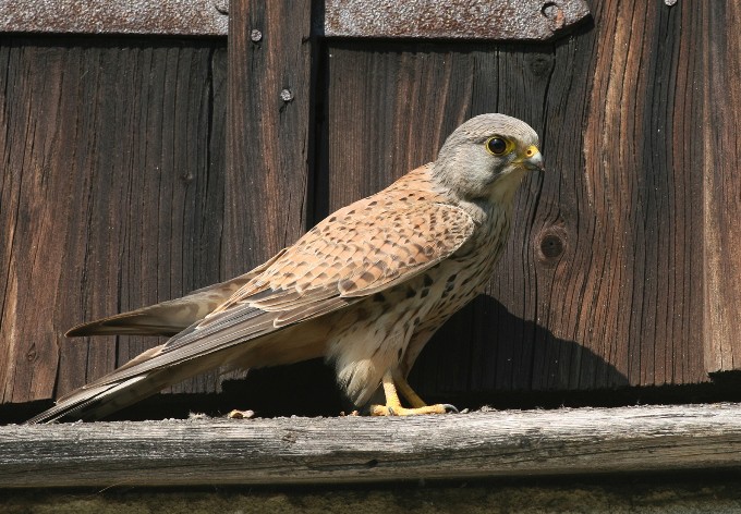 Foto: Josef Limberger Turmfalke, adultes Männchen