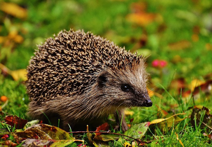 Foto: Alexas Fotos/pixabay Igel läuft in der Wiese