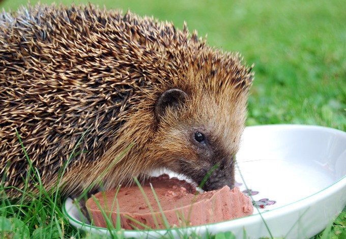 Foto: Reinhold Embacher/pixabay Igel frisst Katzenfutter aus Schüssel
