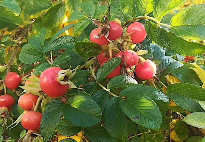 Foto: Waltraud Gadermaier runde Hagebutten der Kartoffelrose