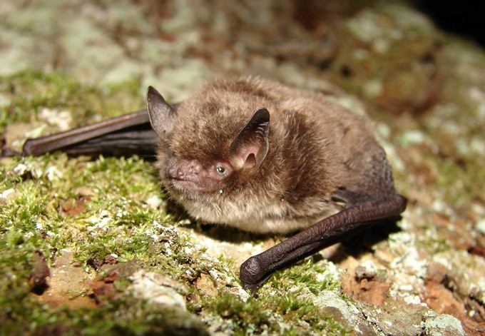 Foto: Simone Pysarczuk Wasserfledermaus