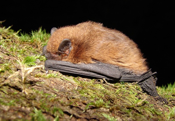 Foto: Simone Pysarczuk Zwergfledermaus