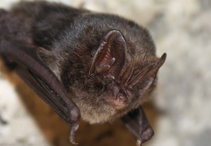 Foto: Guido Reiter Mopsfledermaus