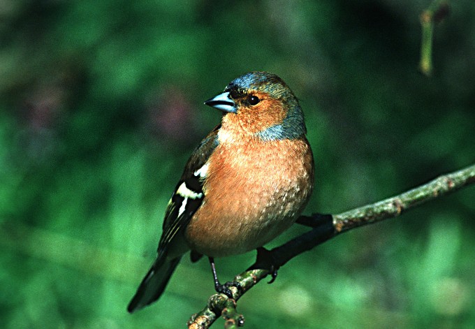 Foto: Land OÖ/Josef Limberger Buchfink