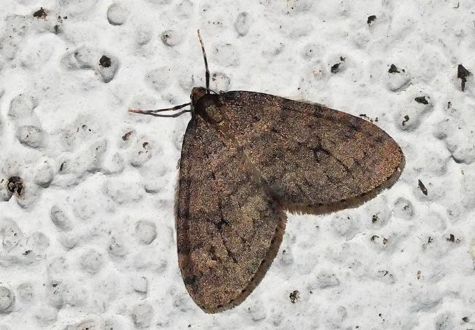 Foto: naturbeobachtung.at/Peter Stoeckl Kleiner Frostspanner