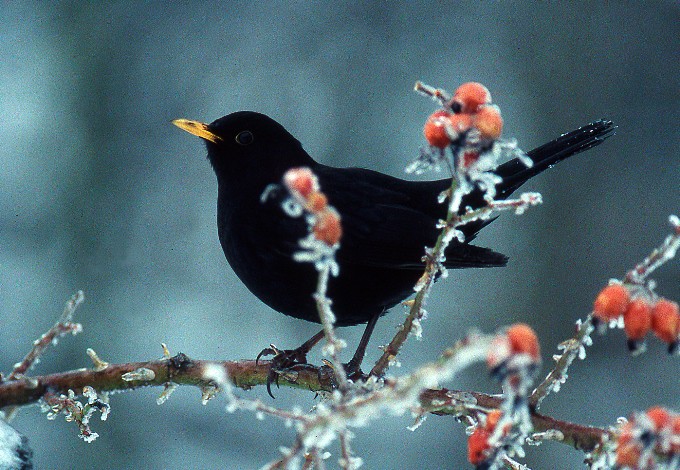 Foto: Josef Limberger Amsel bei Hagebutten