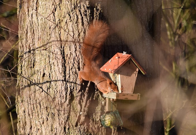 Foto: Gudrun Fuß Eichhörnchen am Vogelfutterhäuschen