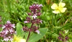 Wilder Thymian oder Quendel