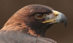 Steinadler